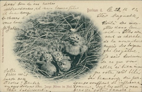 Alte Ansichtskarte Borkum, Junge Möven im Nest